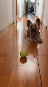 Funny Yorkshire Terrier puppy playing and fetching a yellow ball, running towards the camera in a long corridor at home, showing energy and enjoying the game