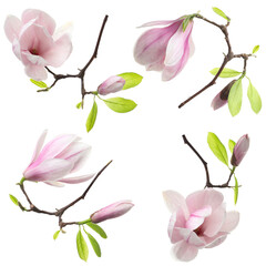Pink magnolia flowers isolated on white, set © New Africa