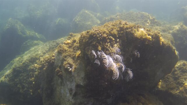 Feather duster worm extending its filter-feeding tentacles on a rock, with seaweed and murky water creating an underwater scene
