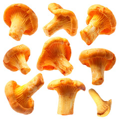 Fresh orange chanterelles isolated on white, set. Edible mushrooms © New Africa