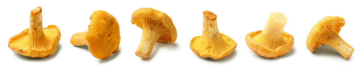 Fresh orange chanterelles isolated on white, set. Edible mushrooms © New Africa
