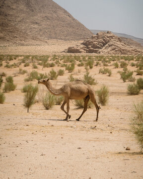 View of a camel walking through the arid landscape of the Wadi Rum Desert with rocky mountains and sparse desert shrubs in the background in Wadi Rum Village, Aqaba Governorate, Jordan.
