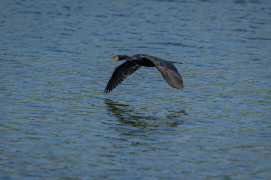 A reed cormorant (Microcarbo africanus) flying over a lake