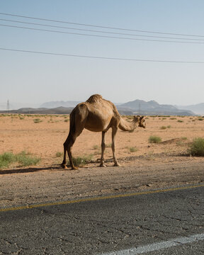 View of a dromedary camel standing in the arid landscape of the Wadi Rum Desert near a paved road with distant mountains in Wadi Rum Village, Aqaba Governorate, Jordan.
