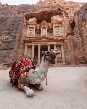 View of a camel resting with an ornate saddle in front of the ancient Treasury monument carved into sandstone cliffs in Wadi Musa, Ma'an Governorate, Jordan.