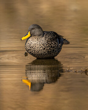A yellow-billed duck (Anas undulata) in a pond
