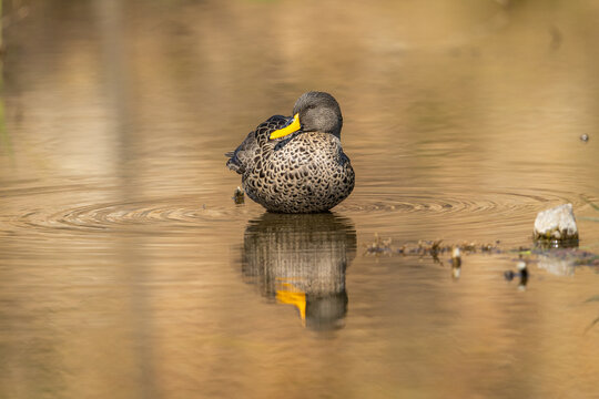 A yellow-billed duck (Anas undulata) in a pond