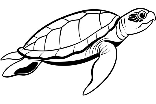 Sea turtle swimming in water