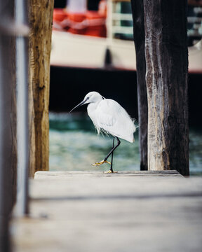 View of a white little egret standing on one leg on a wooden pier with water and a boat in the background in Venice, Veneto, Italy.
