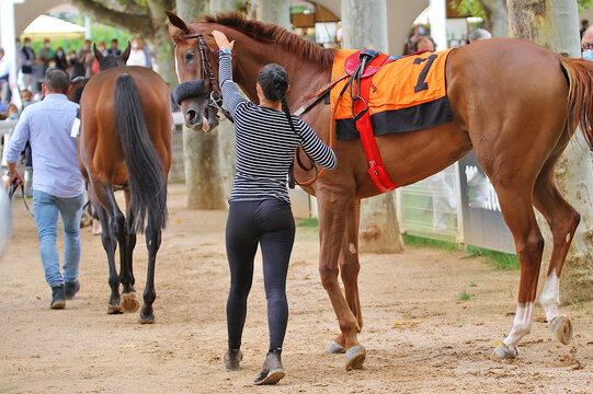 Caballo pura sangre y moza caricia, amor y tranquilizar cuidado cari&ntilde;o a equino thoroughbred horse en hip&oacute;dromo en paddock h&iacute;pica