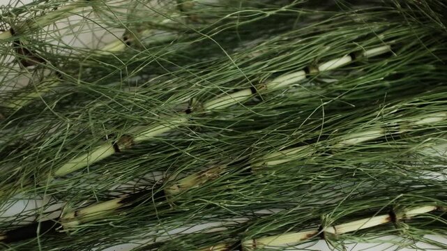 Fresh green horsetail plants. For herbal hair loss treatments, natural cosmetics advertising, alternative medicine tutorials, or educational botany content.