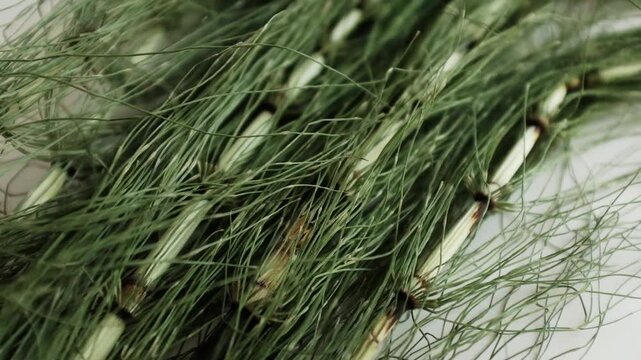 Fresh green horsetail plants. For herbal hair loss treatments, natural cosmetics advertising, alternative medicine tutorials, or educational botany content.