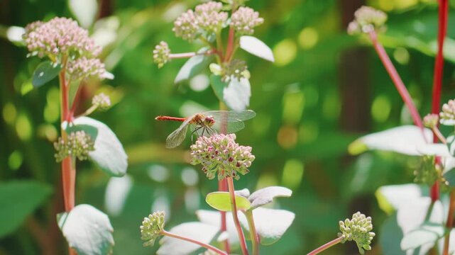 Red dragonfly perching on pink sedum flowers in a sunny summer garden macro video