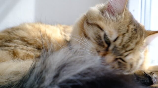 Portrait of well-fed tabby kitten, lounging. Soft morning light, enjoying sun beam. Cashmere Bengal cat lounging comfortably at the window on a sunny day. Semi-long-haired cat. Resting