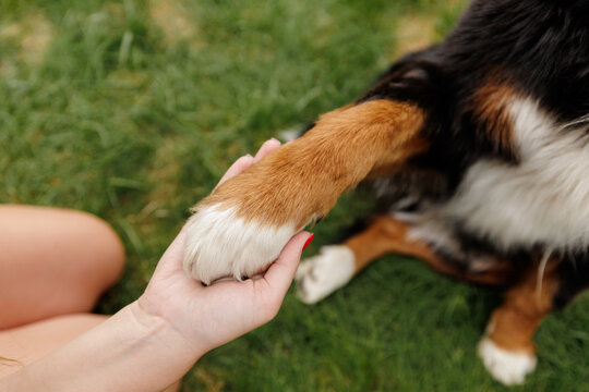 Woman Holding Paw Of Large Dog On Grass For Emotional Support