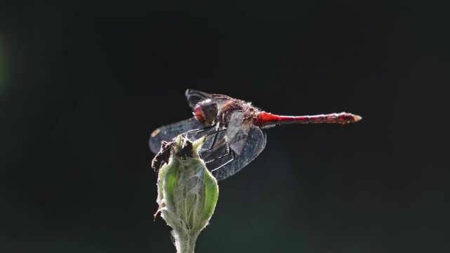 Red dragonfly resting on a green plant bud with backlit wings against a dark background, macro close-up