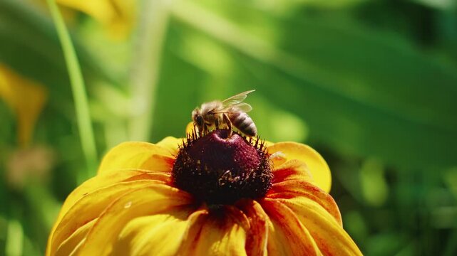 Honey bee collecting pollen on a yellow coneflower, close-up macro