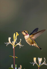 Fototapeta premium Pollination and biodiversity, hummingbird feeding on honeysuckle flower, nature and wildlife conservation