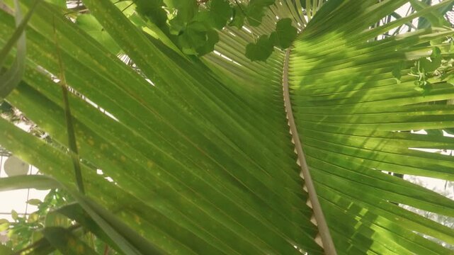 Sunlight Filtering Through Green Palm Leaves in Botanical Garden