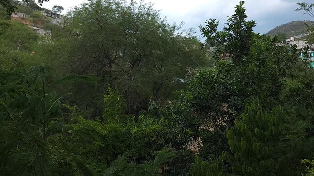 Lush Green Garden with Regional Trees and Tropical Vegetation