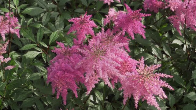 Vibrant pink false spirea (Astilbe x arendsii) blooms in bright natural sunlight. Useful for garden design, botany, and summer nature projects.