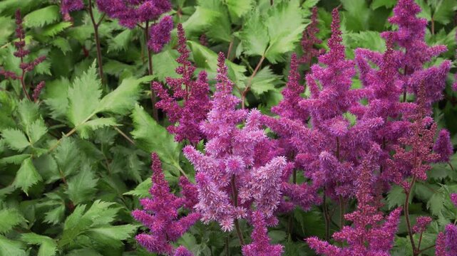 Vibrant magenta Chinese astilbe (Astilbe x chinensis) blooms in soft daylight. Useful for garden design, botany, and summer nature projects.
