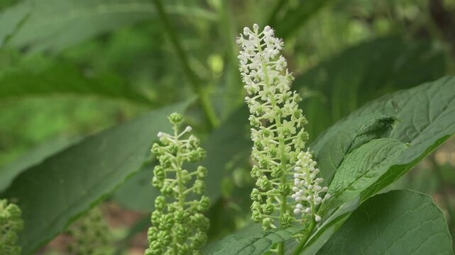Indian pokeweed (Phytolacca acinosa) shows budding white flower racemes in soft daylight. Useful for botanical, educational, and nature projects.