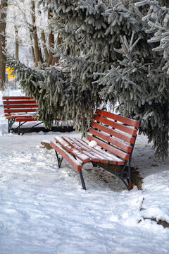 Snowy park benches under frosted spruce