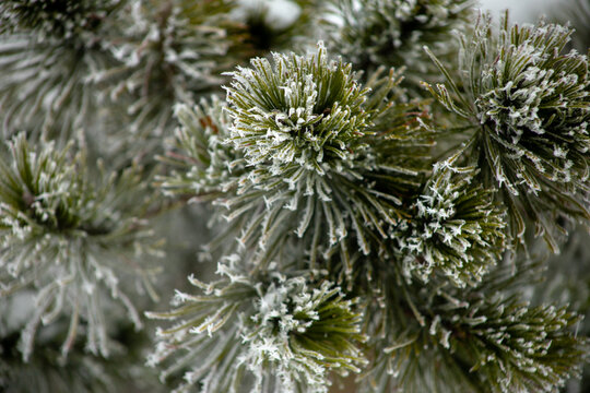 Frosted pine needles winter closeup