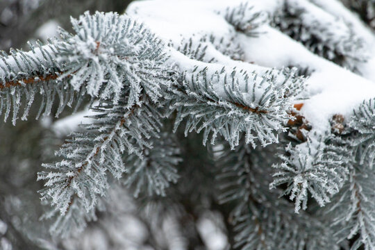 Snowy spruce branch with rime