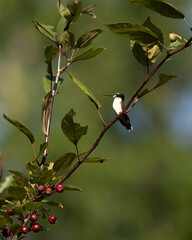 Naklejka premium One hummingbird perched on a branch of a tree with a green muted background