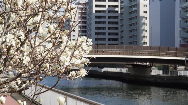 春の訪れを告げる満開のハクモクレンと運河沿いの水辺の街並み