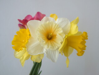 Fototapeta premium Bouquet of white and yellow narcissus, pink freesia in bloom, on light grey background