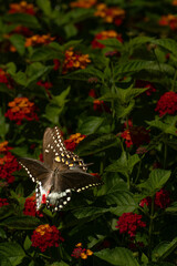Two brown and yellow Swallowtail butterflies mating on a group of flowers © ChristyLangPhotos