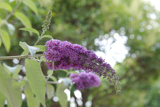 Buddleja davidii (spelling variant Buddleia davidii), also called summer lilac, butterfly-bush, or orange eye, is a species of flowering plant in the family Scrophulariaceae
