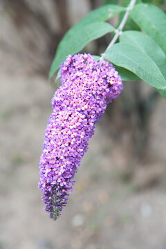 Buddleja davidii (spelling variant Buddleia davidii), also called summer lilac, butterfly-bush, or orange eye, is a species of flowering plant in the family Scrophulariaceae