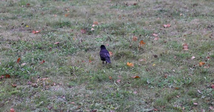 A small jackdaw bird in a green pasture, one jackdaw bird feeds on the backyard lawn during the daytime