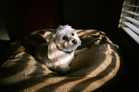 Portrait of a Dog in Shadows and Sunlight on Beanbag