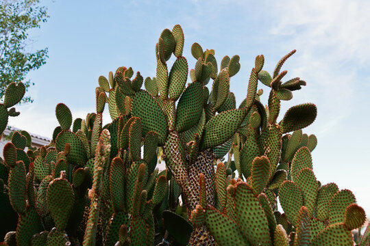 Prickly Pear Cactus in Arizona Desert