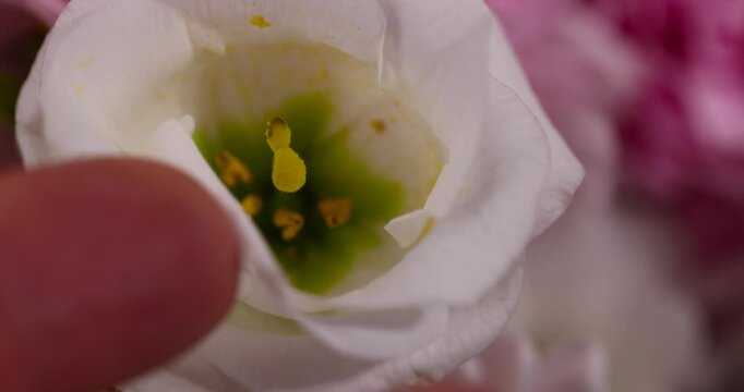 A white eustoma flower with a yellow pistil in a romantic bouquet, a blooming eustoma bud with a green core next to pink petals