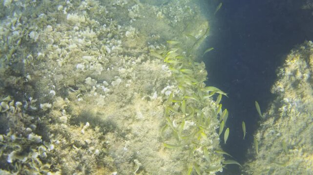 School of small yellow fish moving through a narrow crevice between two large underwater rock formations covered in marine vegetation