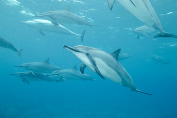 Spinner dolphins off the coast of Hawaii © willtu