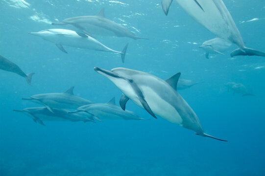 Spinner dolphins off the coast of Hawaii