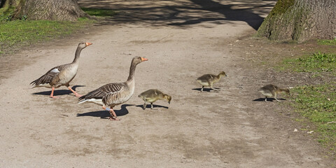 Ein Paar Graugänse (Anser anser) mit ihren Küken (Gössel) überqueren im Frühling Ende April einen Fußweg im Eichenpark an der Alster in Hamburg © Thorsten Schier