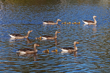 Drei Familien Graugänse (Anser anser), Eltern mit ihren Küken (Gössel) schwimmen auf der Alster am Eichenpark in Hamburg © Thorsten Schier