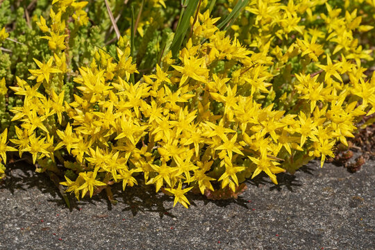 Scharfer Mauerpfeffer (Sedum acre, Scharfe Fetthenne, biting stonecrop) mit gelben Bl&uuml;ten auf einer Mauer, CAM-Pflanze, Xerophyt