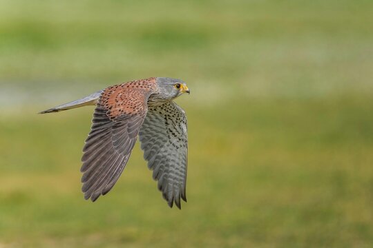 緑の草原の上を飛翔するチョウゲンボウ（野鳥・猛禽類）