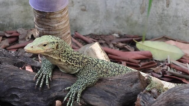 Quince Monitor, a striking monitor lizard known for its dark coloration, bright yellow markings, and active behavior.