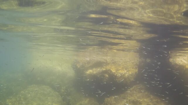 Small fish swimming in clear blue and green ocean water near the seabed, creating a natural marine habitat background