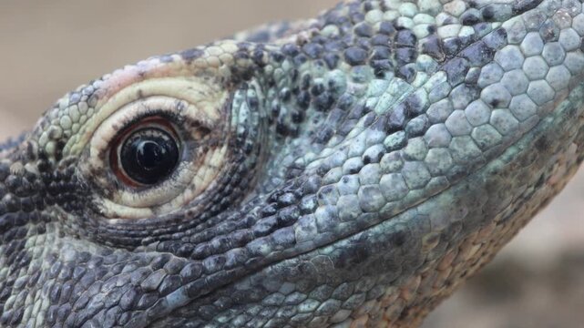 Close-up view of a Komodo dragons eye reveals the remarkable details of this iconic reptile, showcasing its powerful gaze, textured skin, and unique adaptations